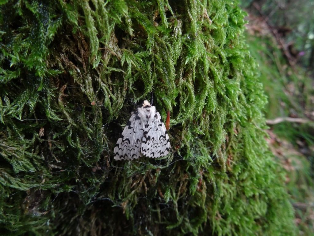 femmina di Lymantria monacha - Erebidae Lymantriinae